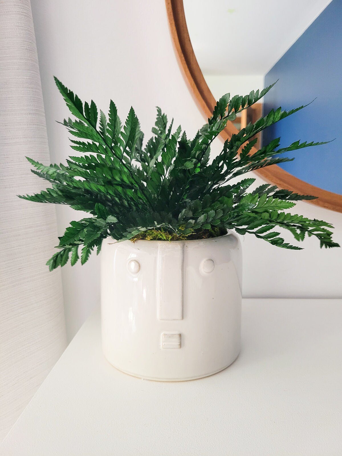 Preserved Potted Houseplant - Mossy Moss by Olia