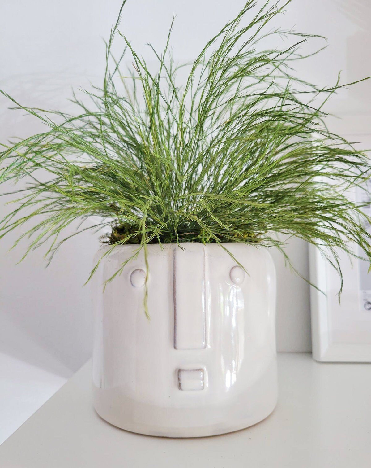 Preserved Potted Plant - Mossy Moss by Olia