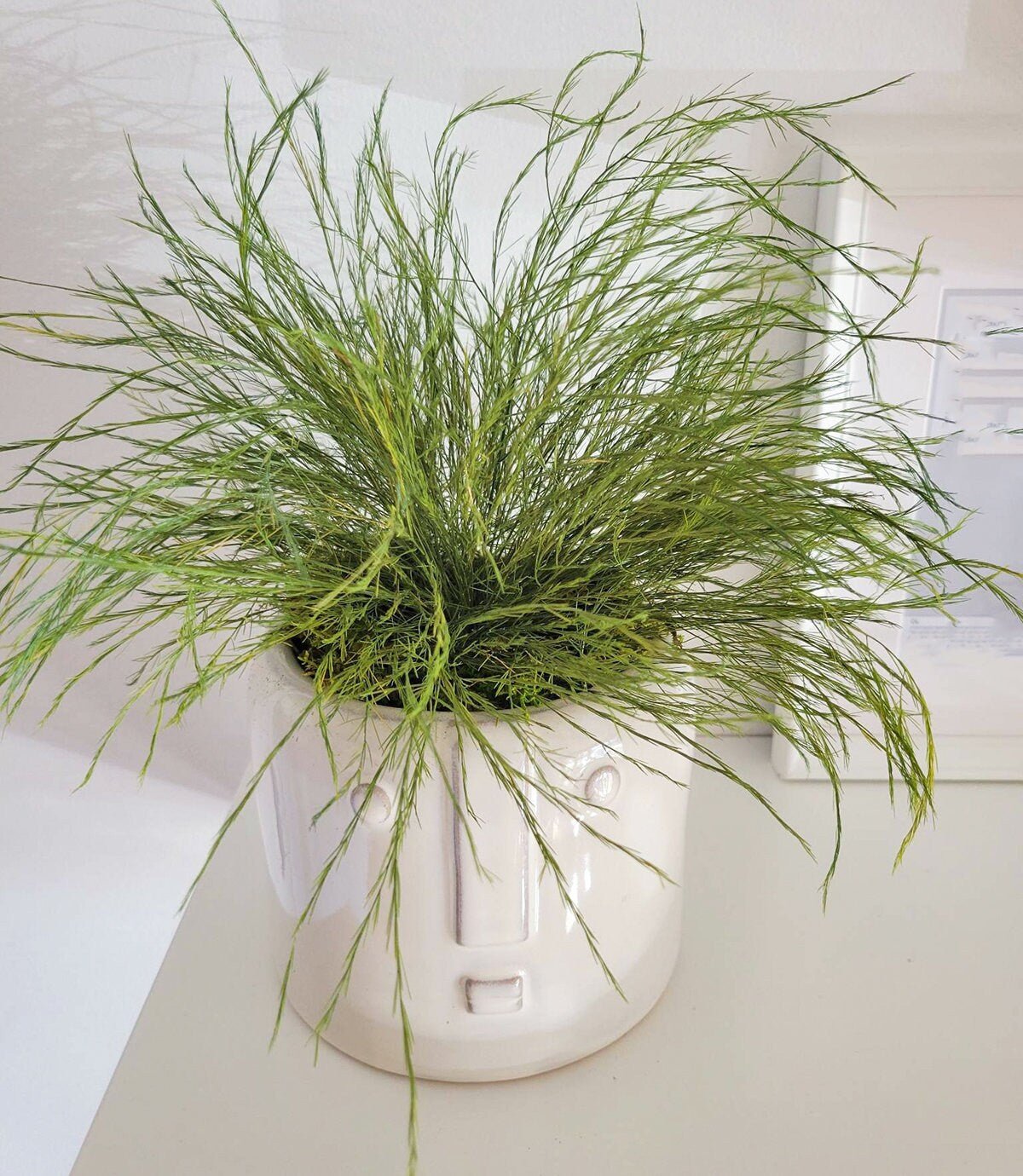 Preserved Potted Plant - Mossy Moss by Olia