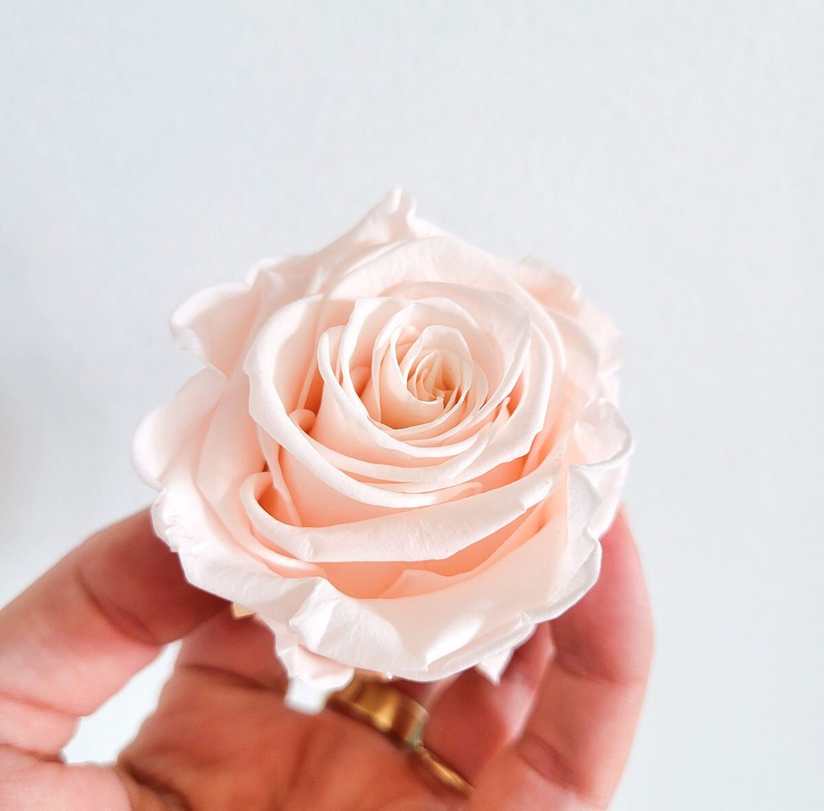 Preserved Rose Heads - Mossy Moss by Olia