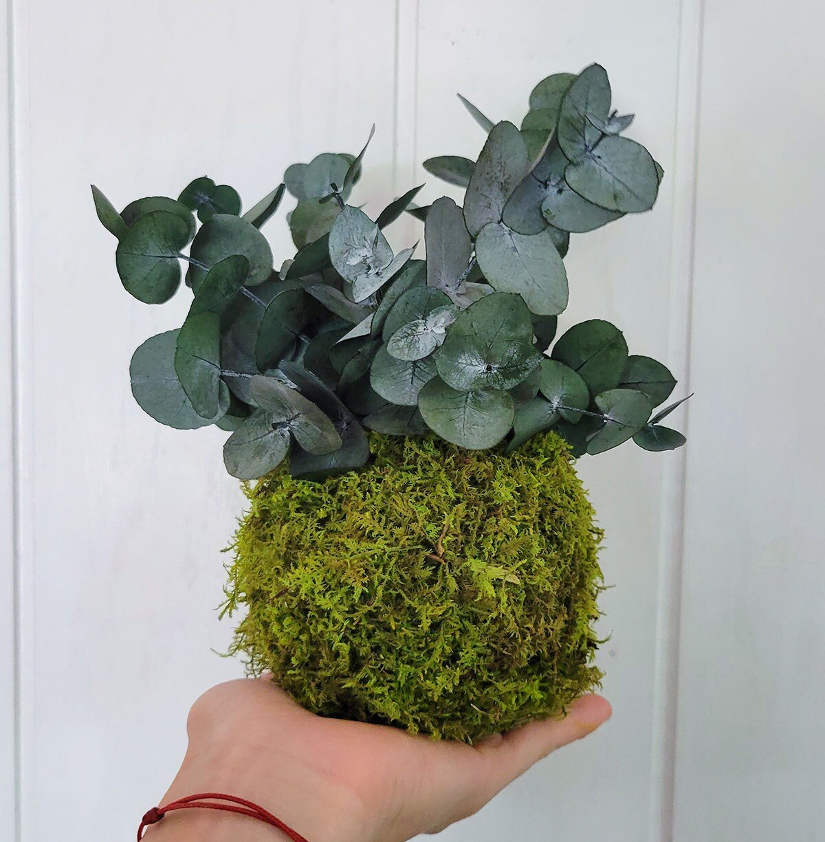 Real preserved Eucalyptus & Moss Kokedama - Mossy Moss by Olia