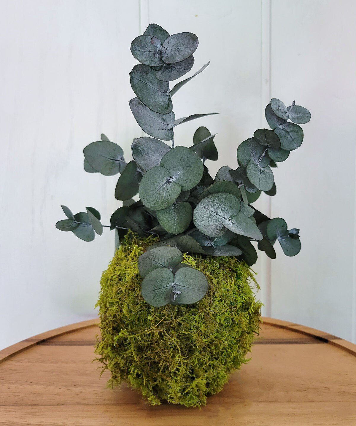 Real preserved Eucalyptus & Moss Kokedama - Mossy Moss by Olia