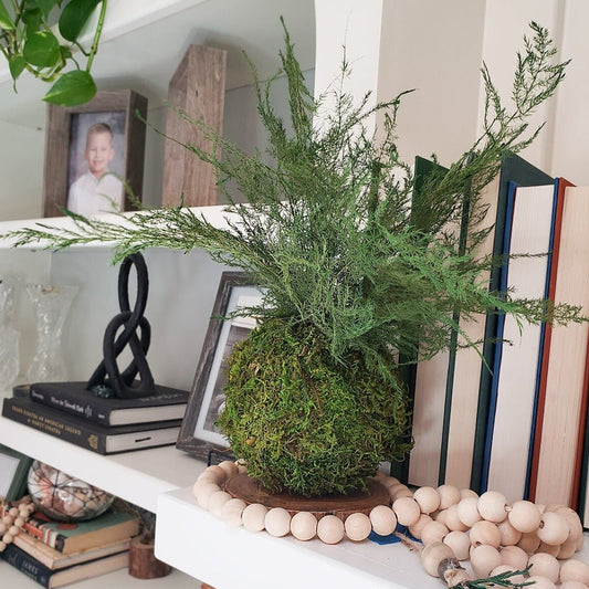 Real preserved Featherleaf Fern & Moss Kokedama - Mossy Moss by Olia