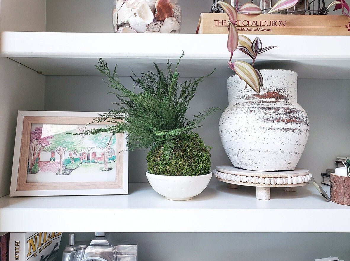 Real preserved Featherleaf Fern & Moss Kokedama - Mossy Moss by Olia