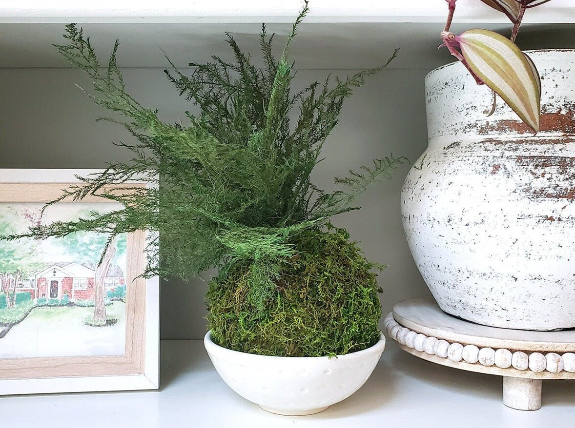 Real preserved Featherleaf Fern & Moss Kokedama - Mossy Moss by Olia