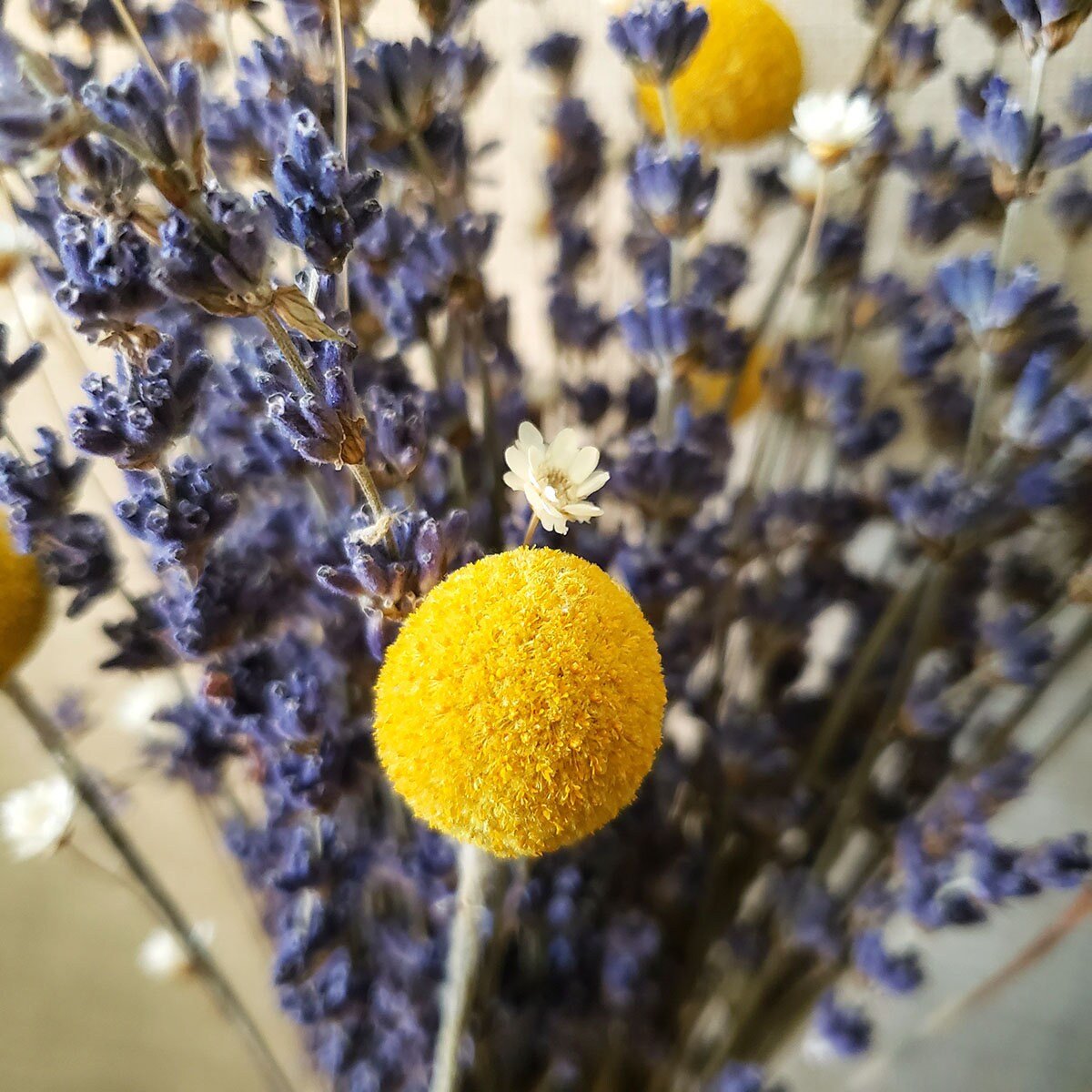 Small Dried Lavender Bouquet with Larkspur or Billy Balls - Mossy Moss by Olia