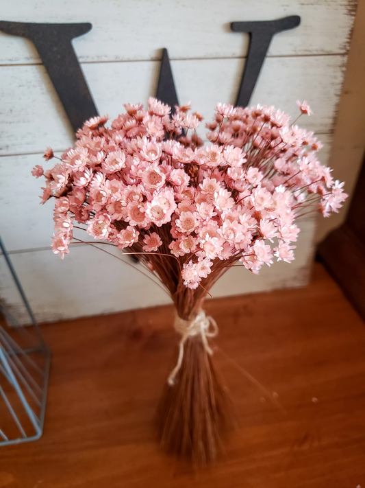 Dried Baby Pink Star Flowers