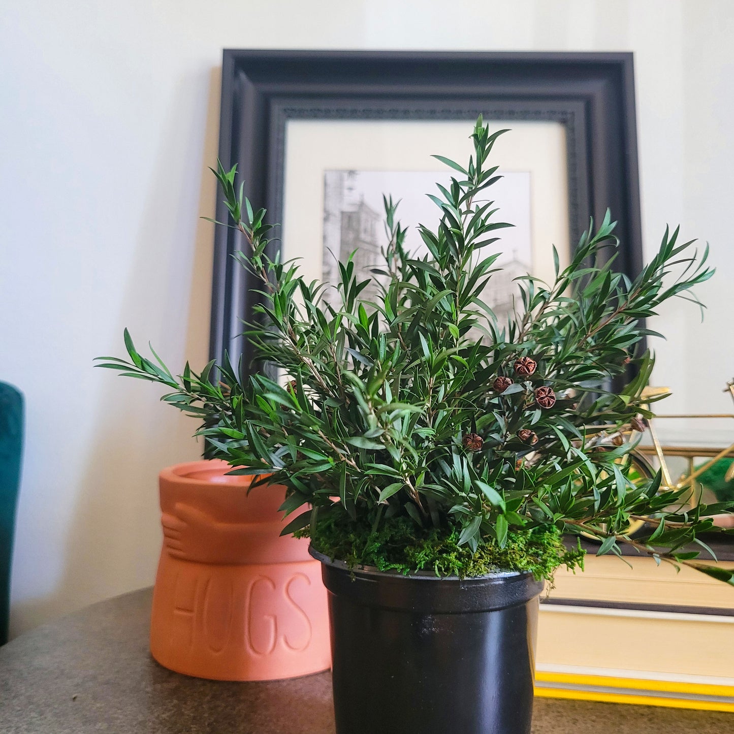 Preserved Potted Green Lepto Lungifolia Plant