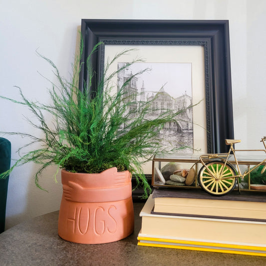 Preserved Potted Green Asparagus Fern