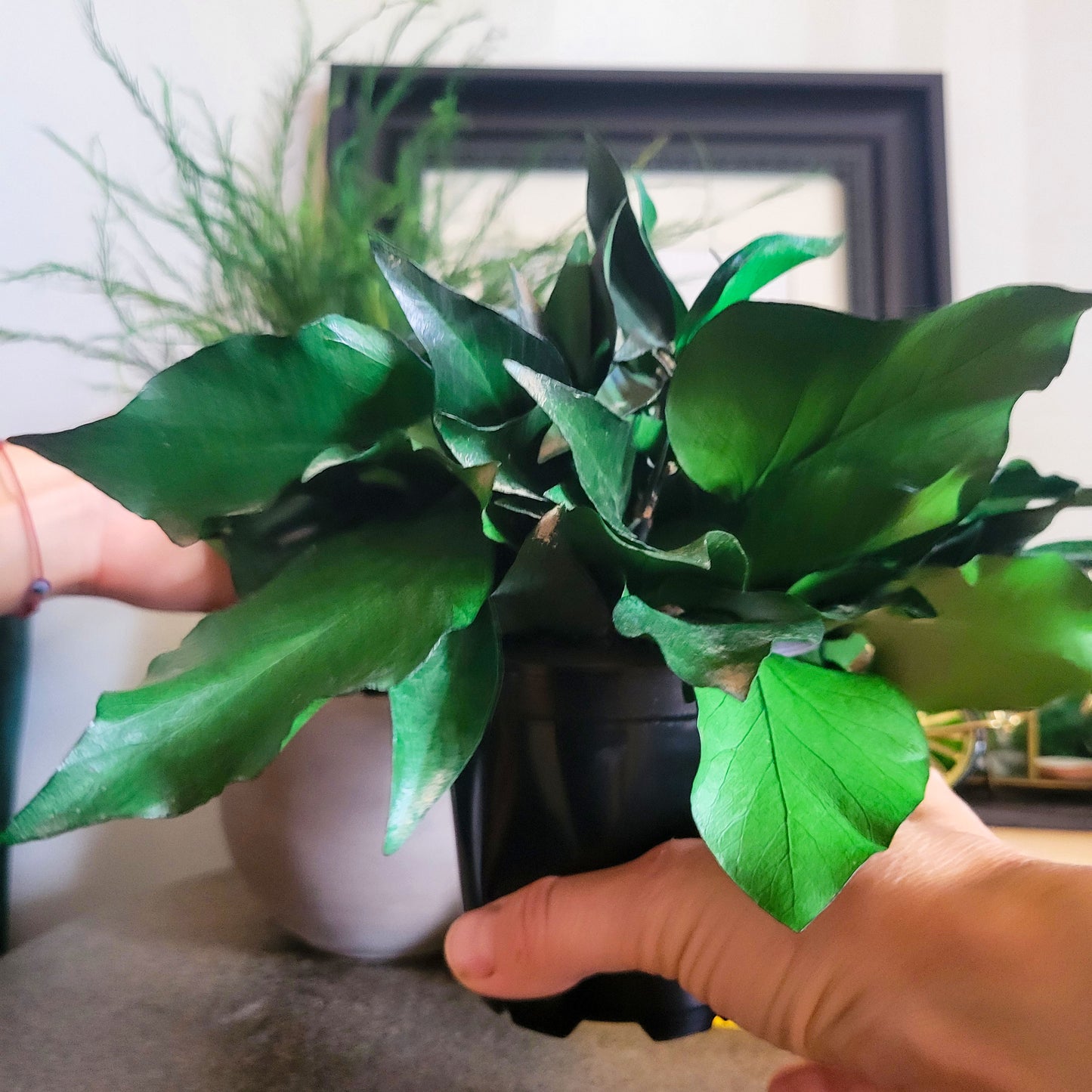 Preserved Potted Green Ivy