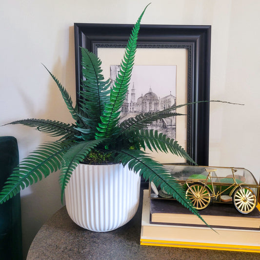 Preserved Potted Green Rock Fern