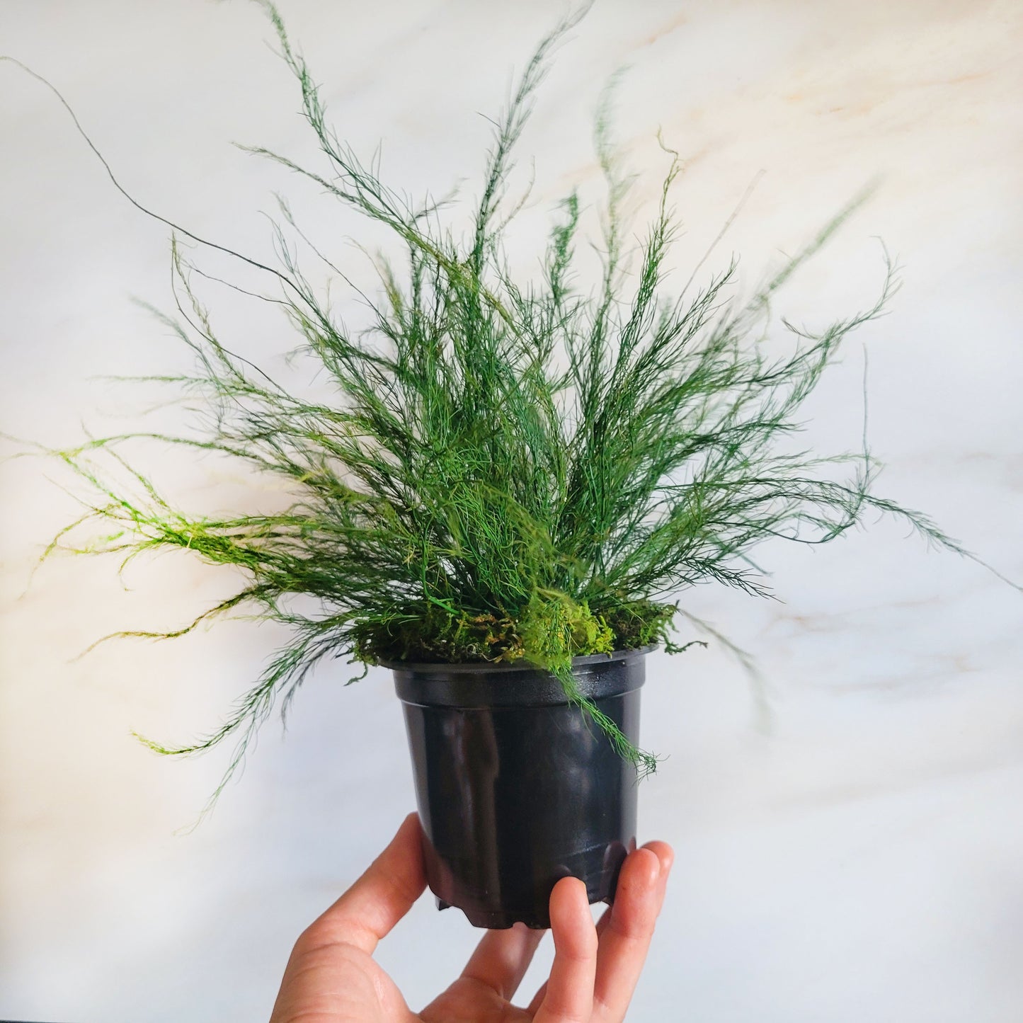 Preserved Potted Green Asparagus Fern