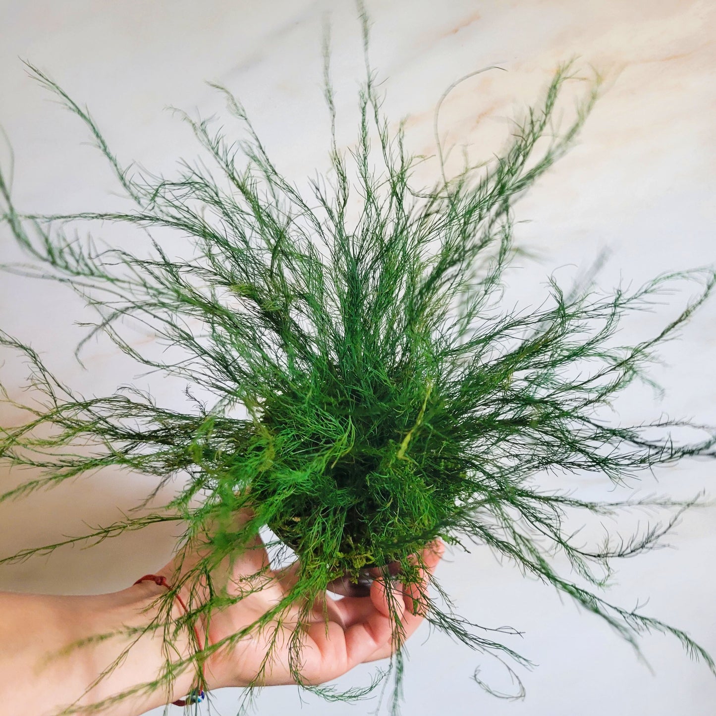 Preserved Potted Green Asparagus Fern