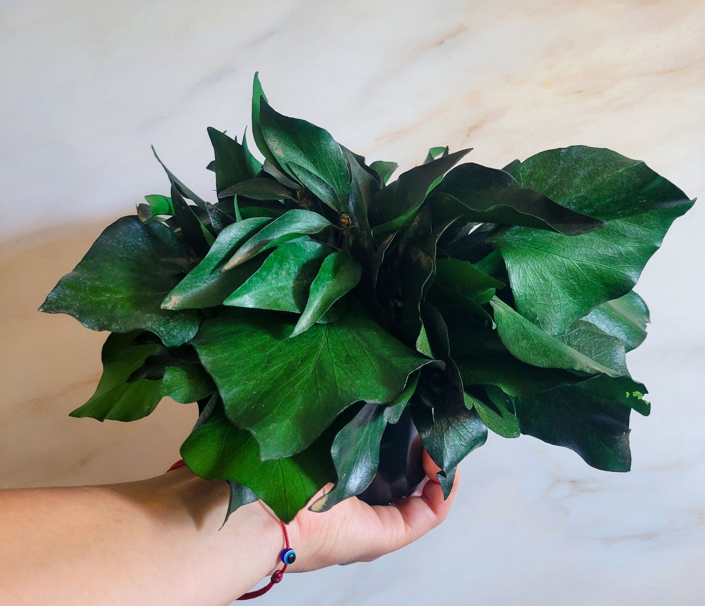 Preserved Potted Green Ivy