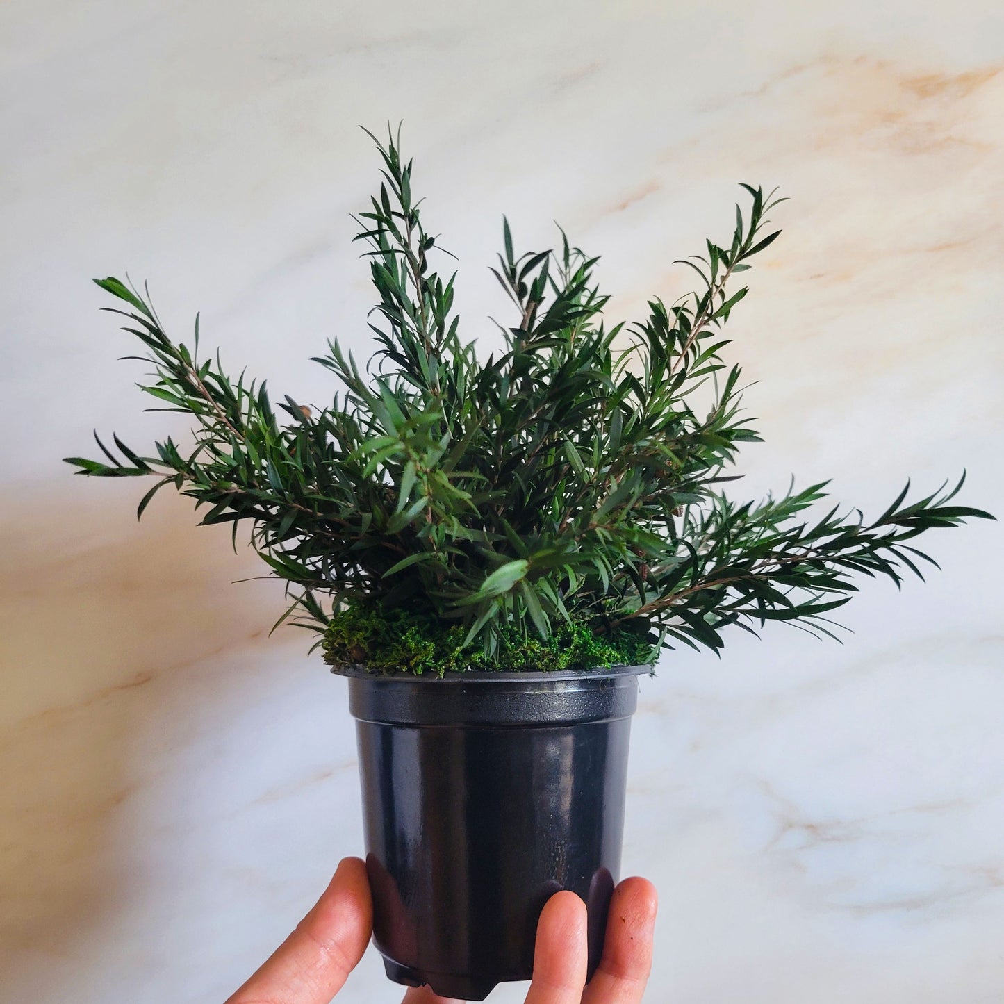 Preserved Potted Green Lepto Lungifolia Plant