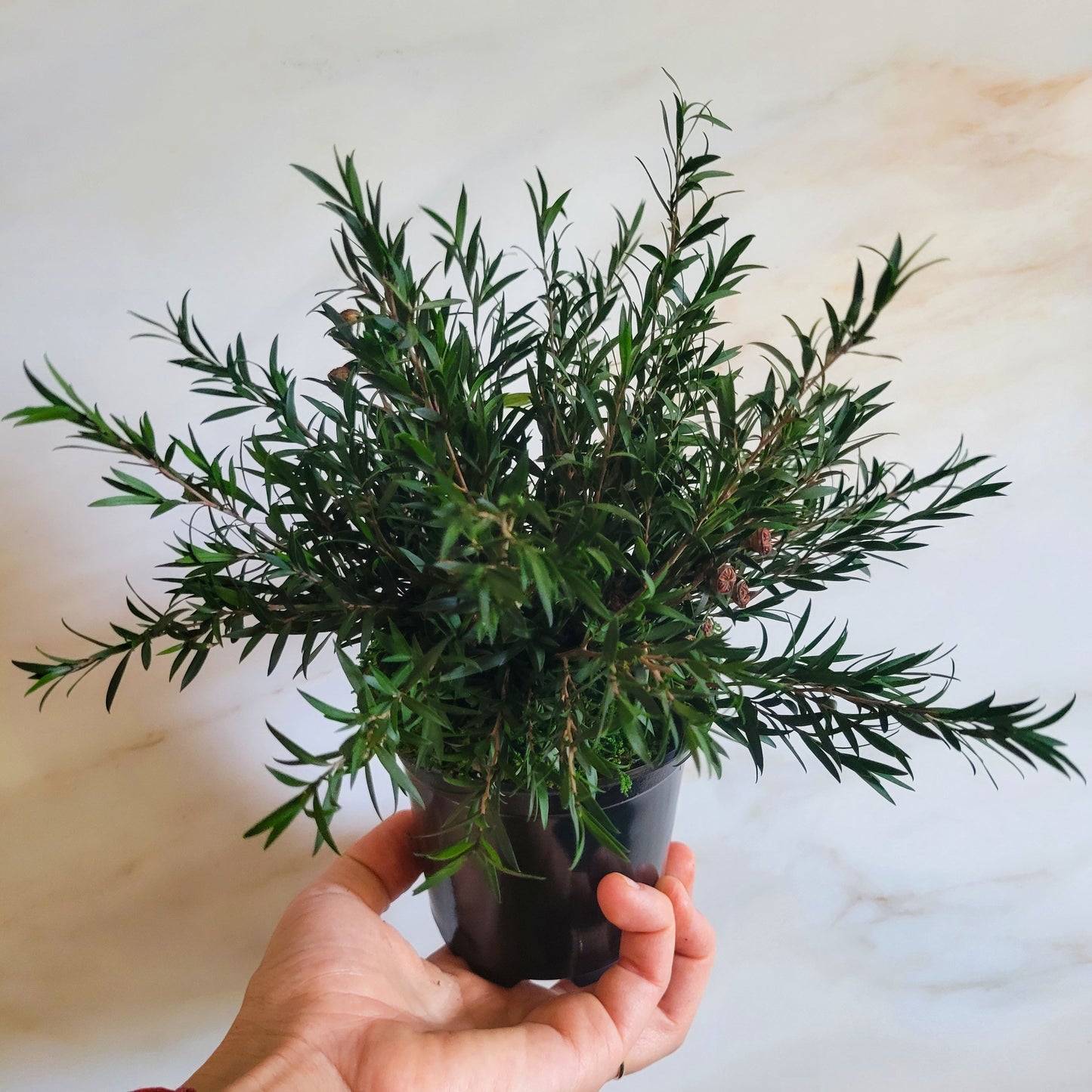 Preserved Potted Green Lepto Lungifolia Plant