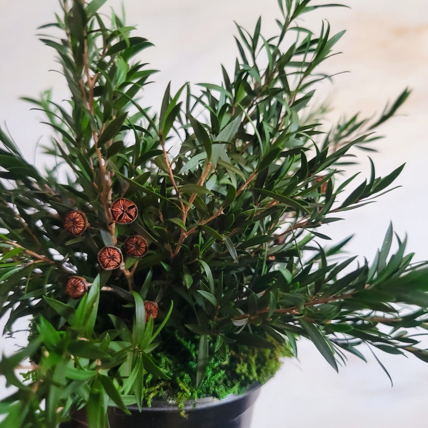 Preserved Potted Green Lepto Lungifolia Plant