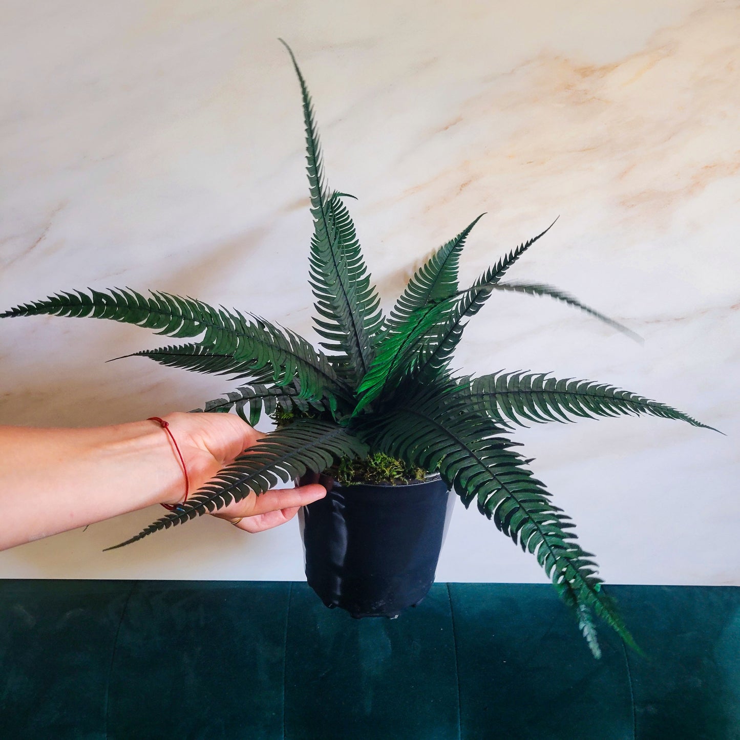 Preserved Potted Green Rock Fern