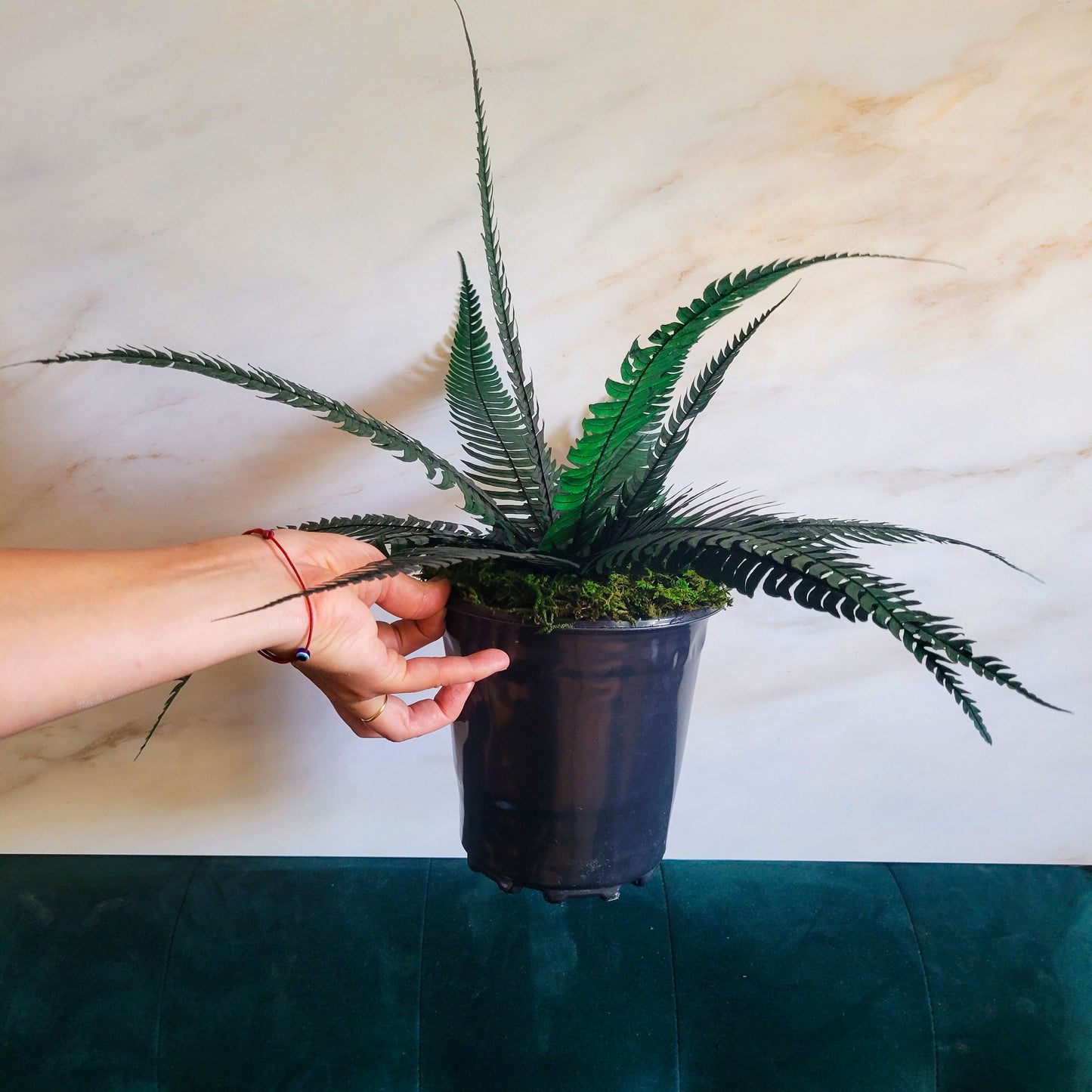 Preserved Potted Green Rock Fern