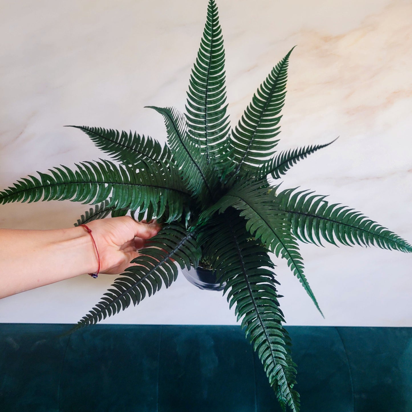 Preserved Potted Green Rock Fern