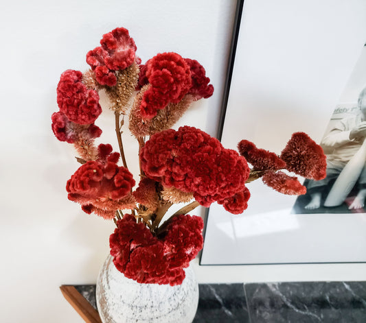 Dried Red Cockscomb Celosia Bundle