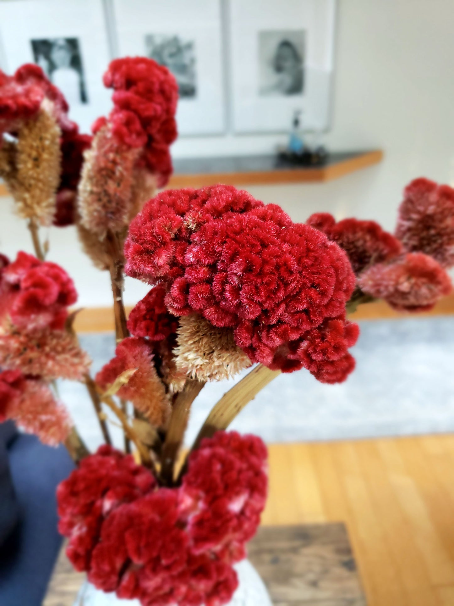 Dried Red Cockscomb Celosia Bundle