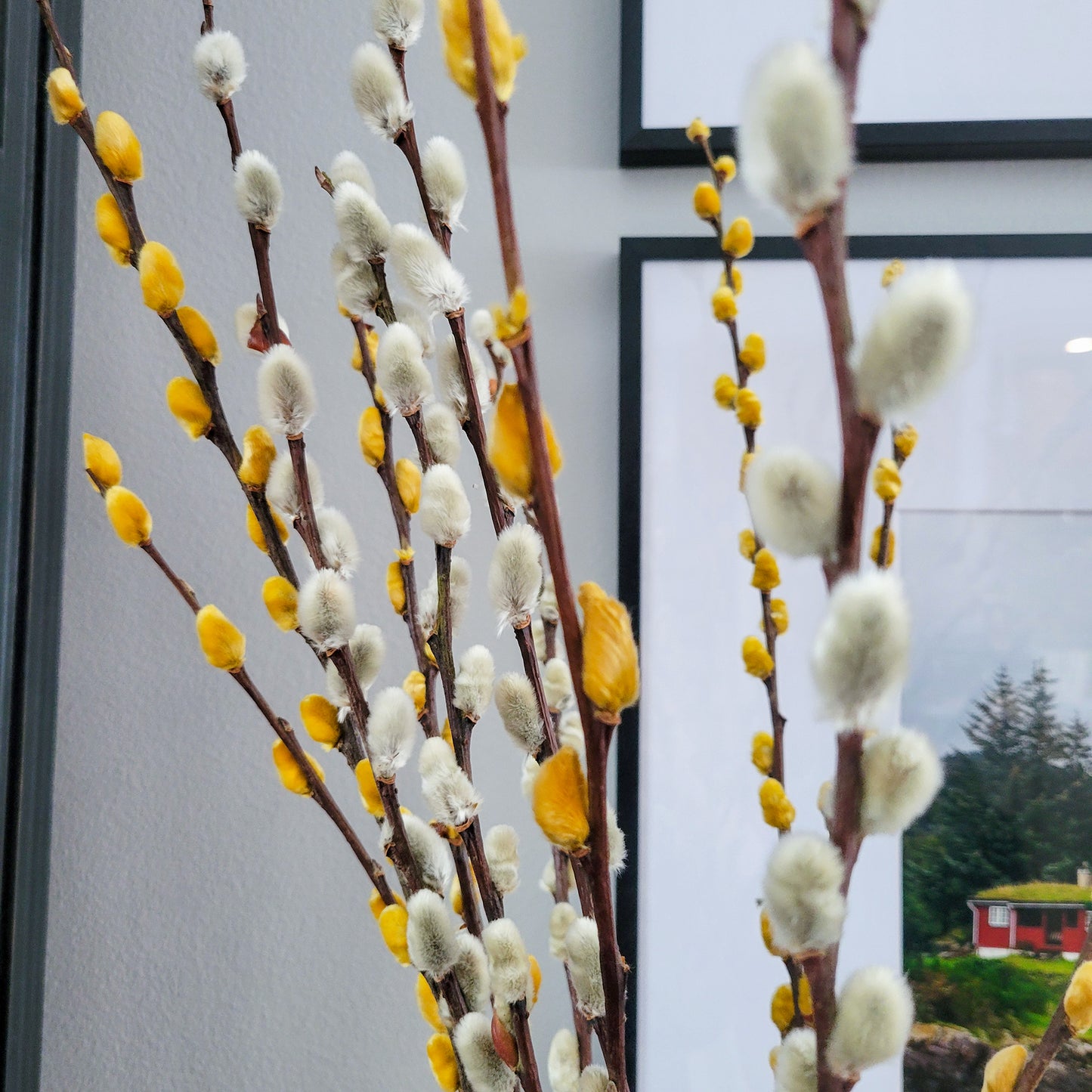 Preserved Dried Pussy Willow Branches