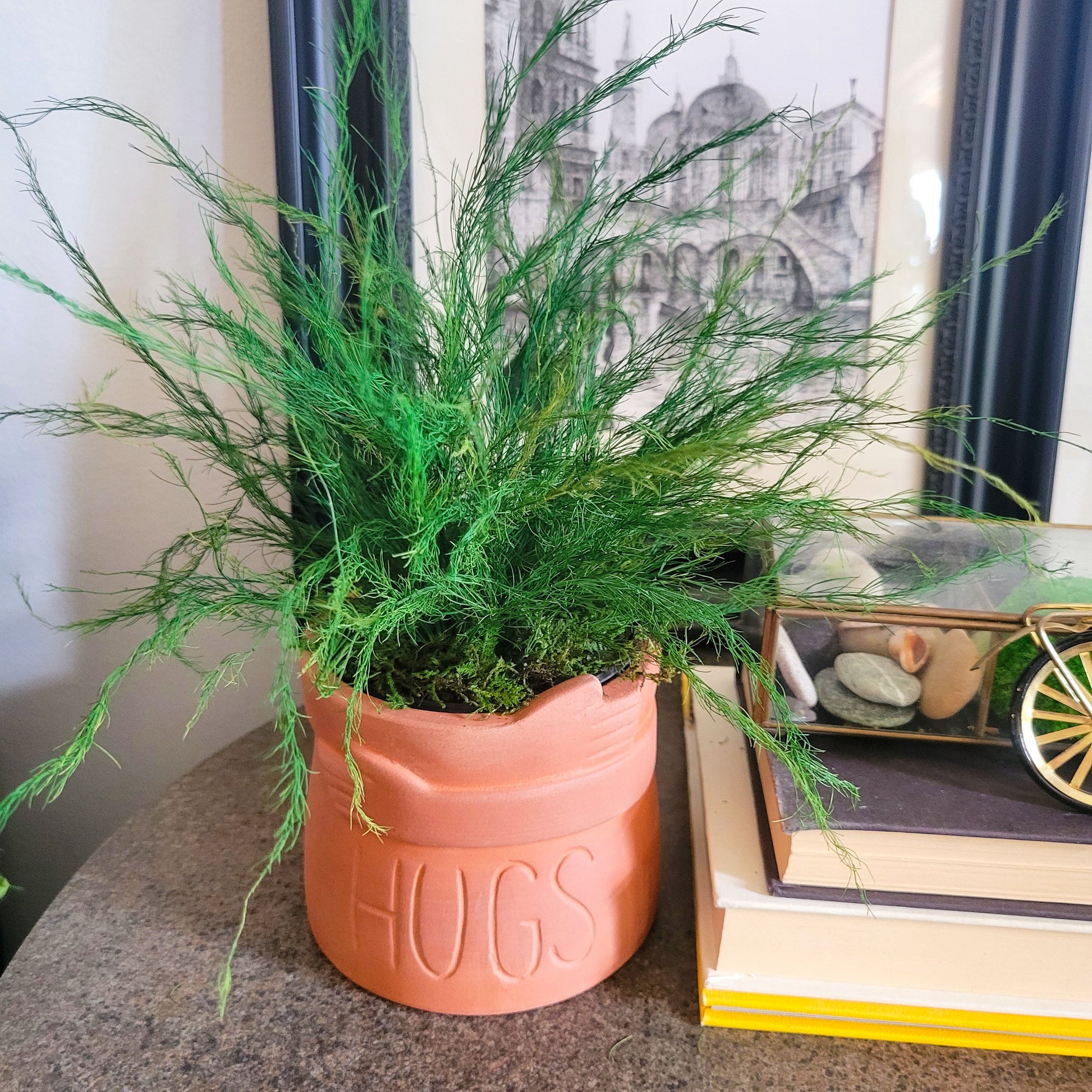 asparagus fern potted plant Preserved Potted Green Asparagus Fern – Mossy Moss by Olia