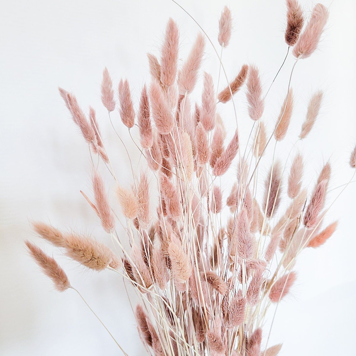 Blush Pink Dried Bunny Tails - Mossy Moss by Olia