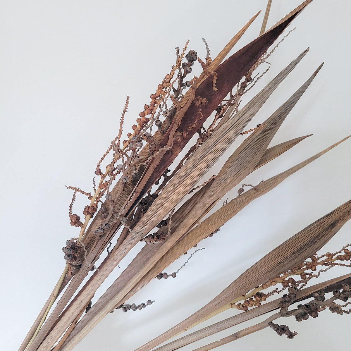 Dried Bahia Spears with Seeds - Mossy Moss by Olia