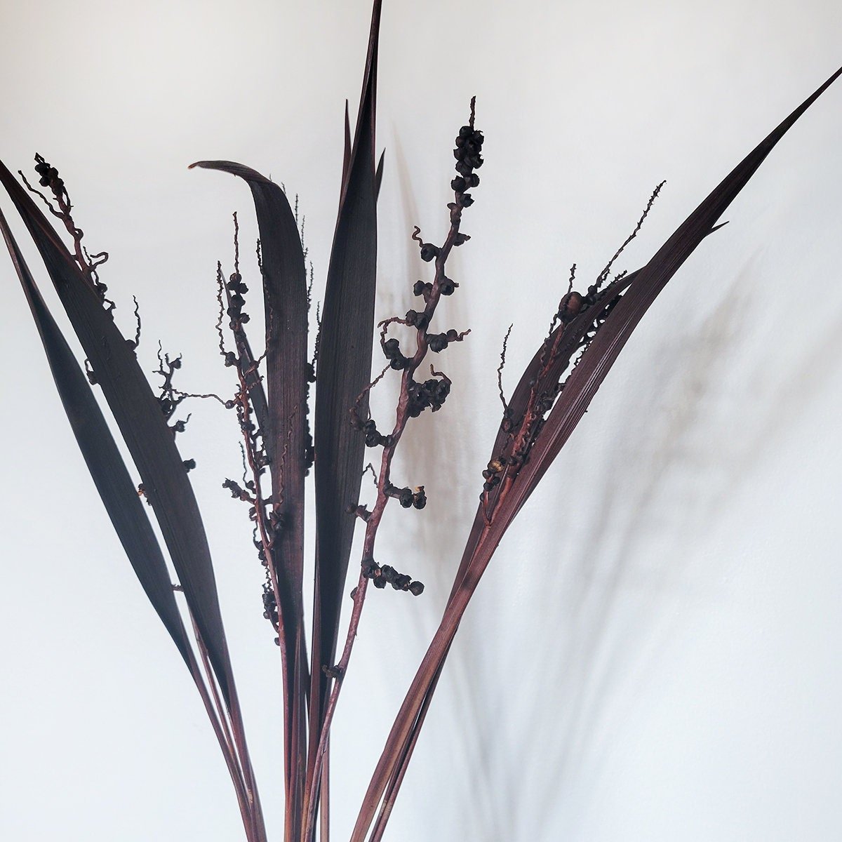 Dried Bahia Spears with Seeds - Mossy Moss by Olia