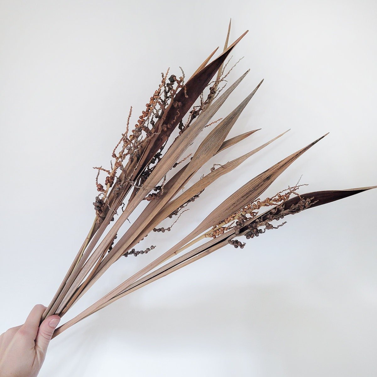 Dried Bahia Spears with Seeds - Mossy Moss by Olia