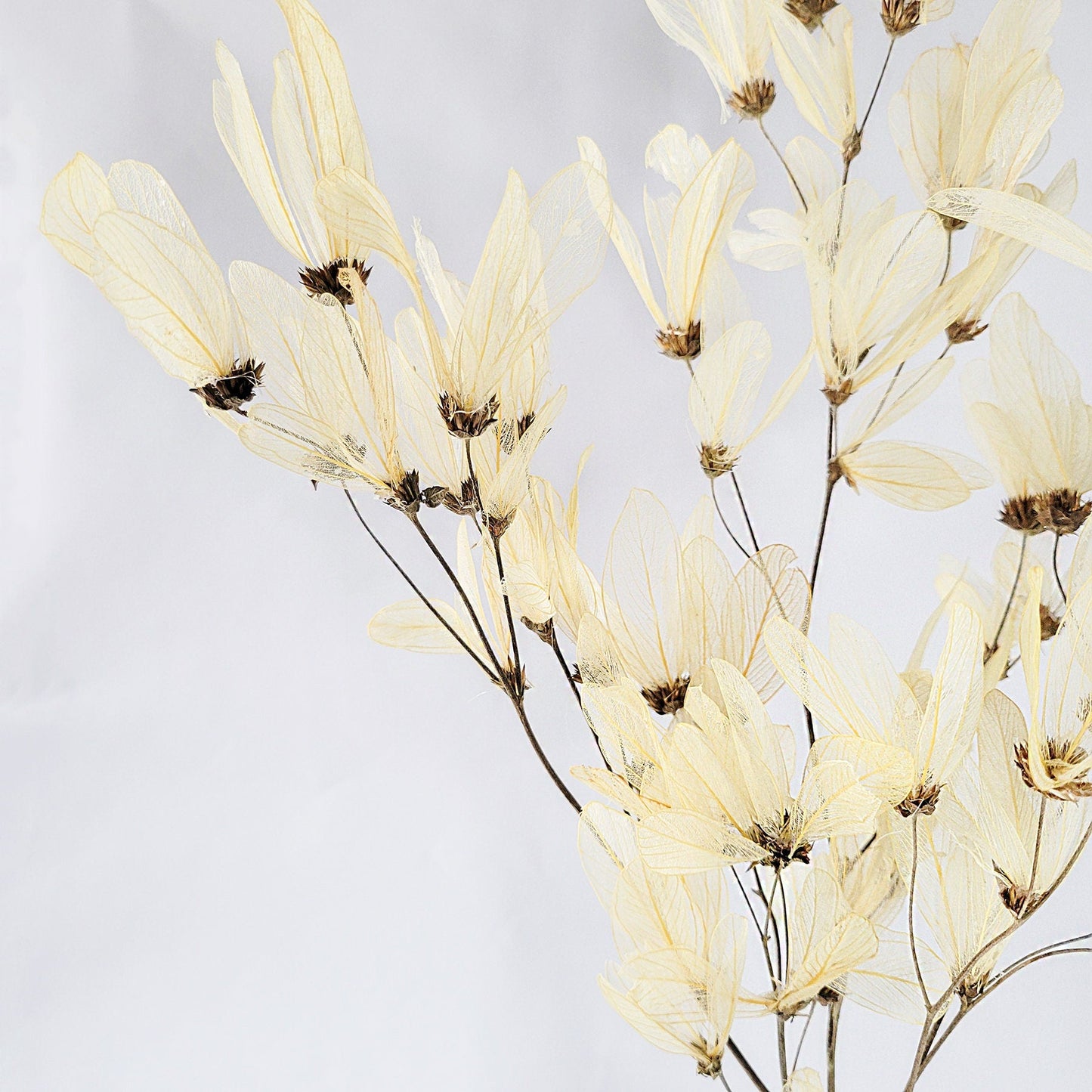 Dried Bleached Cabo Verde Blooms - Mossy Moss by Olia