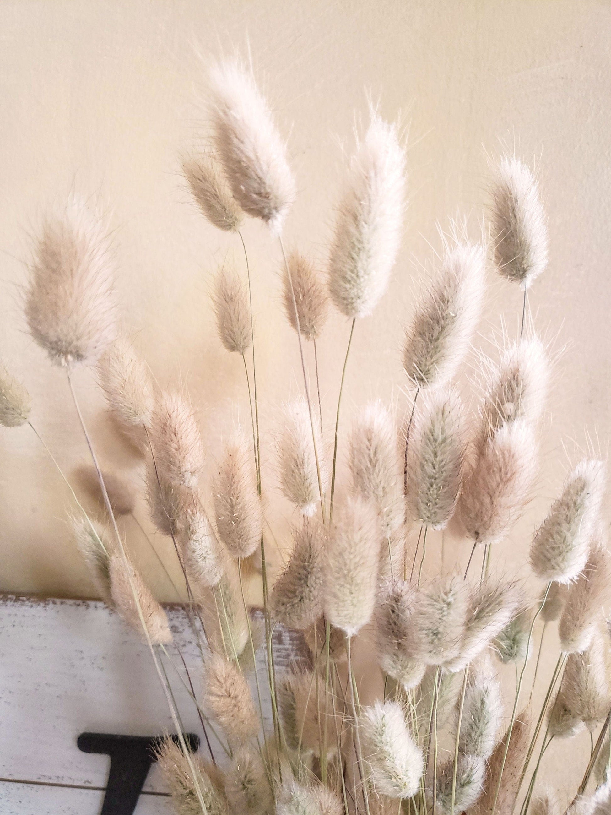 Dried Bunny Tail Grass