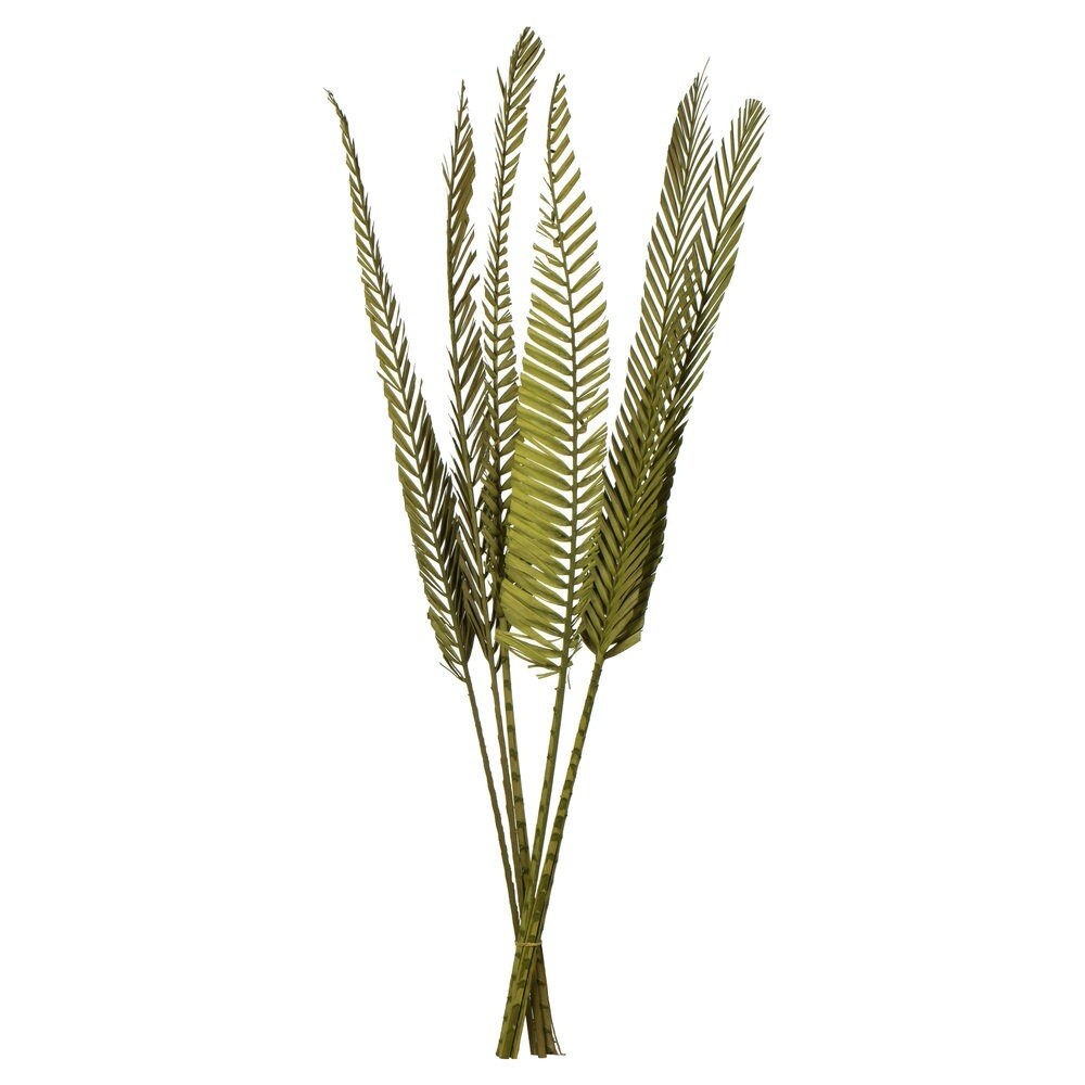 Dried Green 38-48" Basil Coco Palms - Mossy Moss by Olia