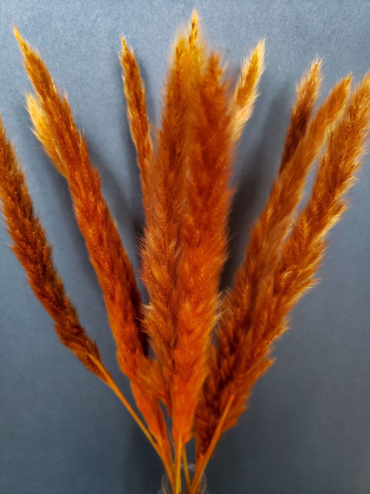 Dried Pampas Orange Saffron Color - Mossy Moss by Olia