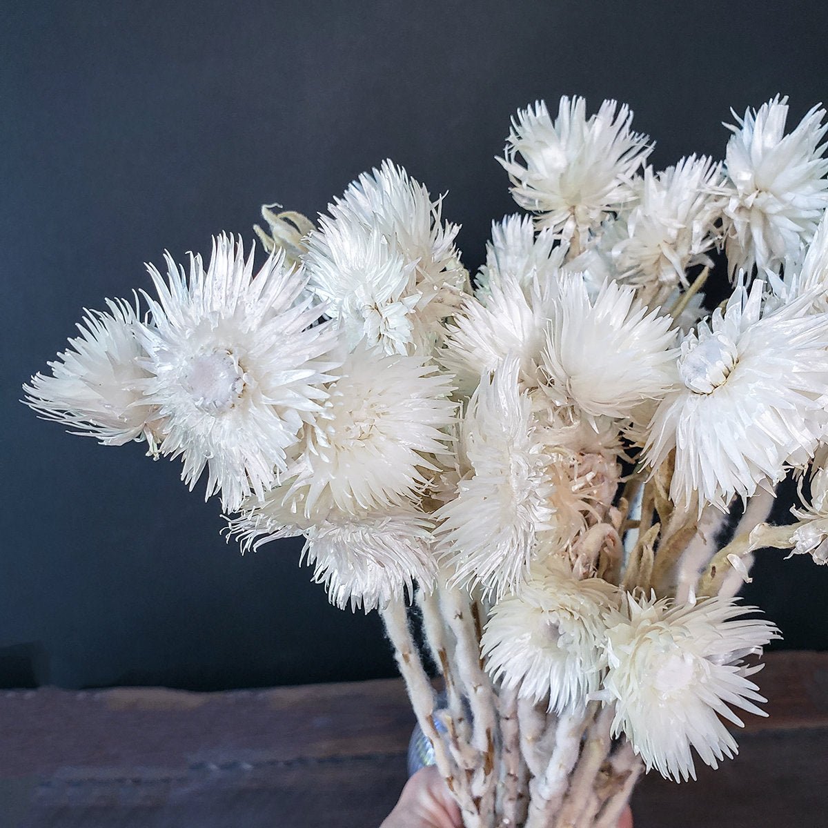 Dried White Everlasting Straw Flowers - Mossy Moss by Olia