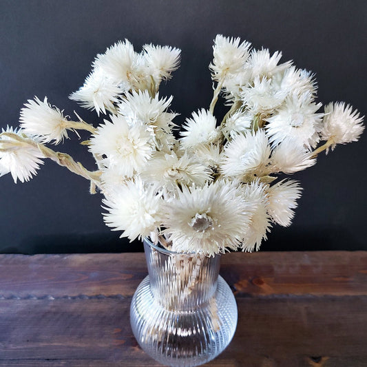 Dried White Everlasting Straw Flowers - Mossy Moss by Olia