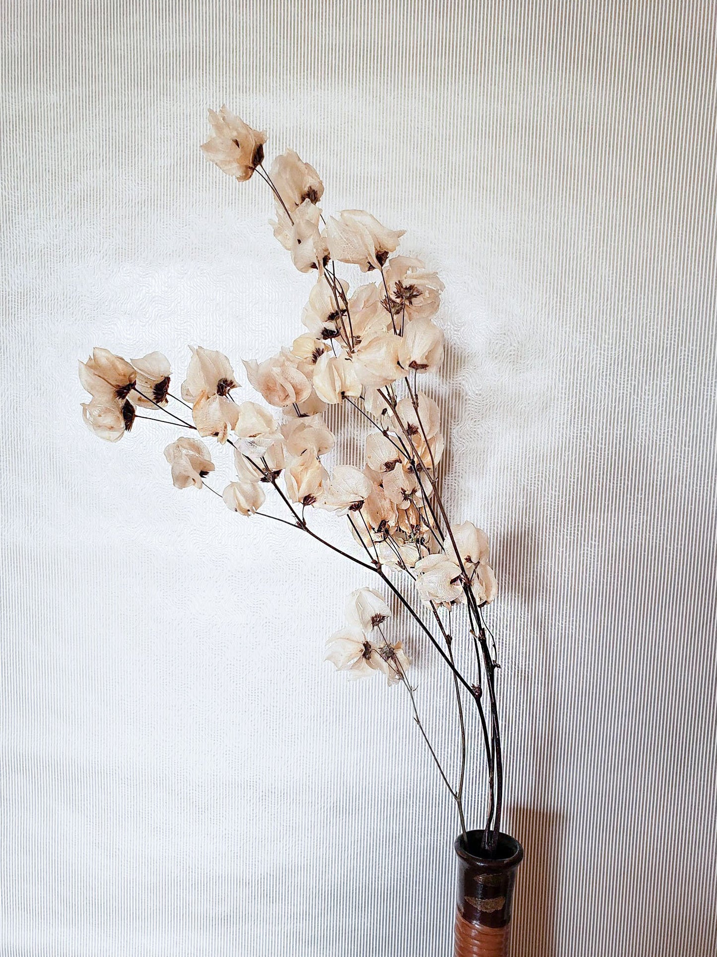 Dried Bleached Cara Blossom Stems