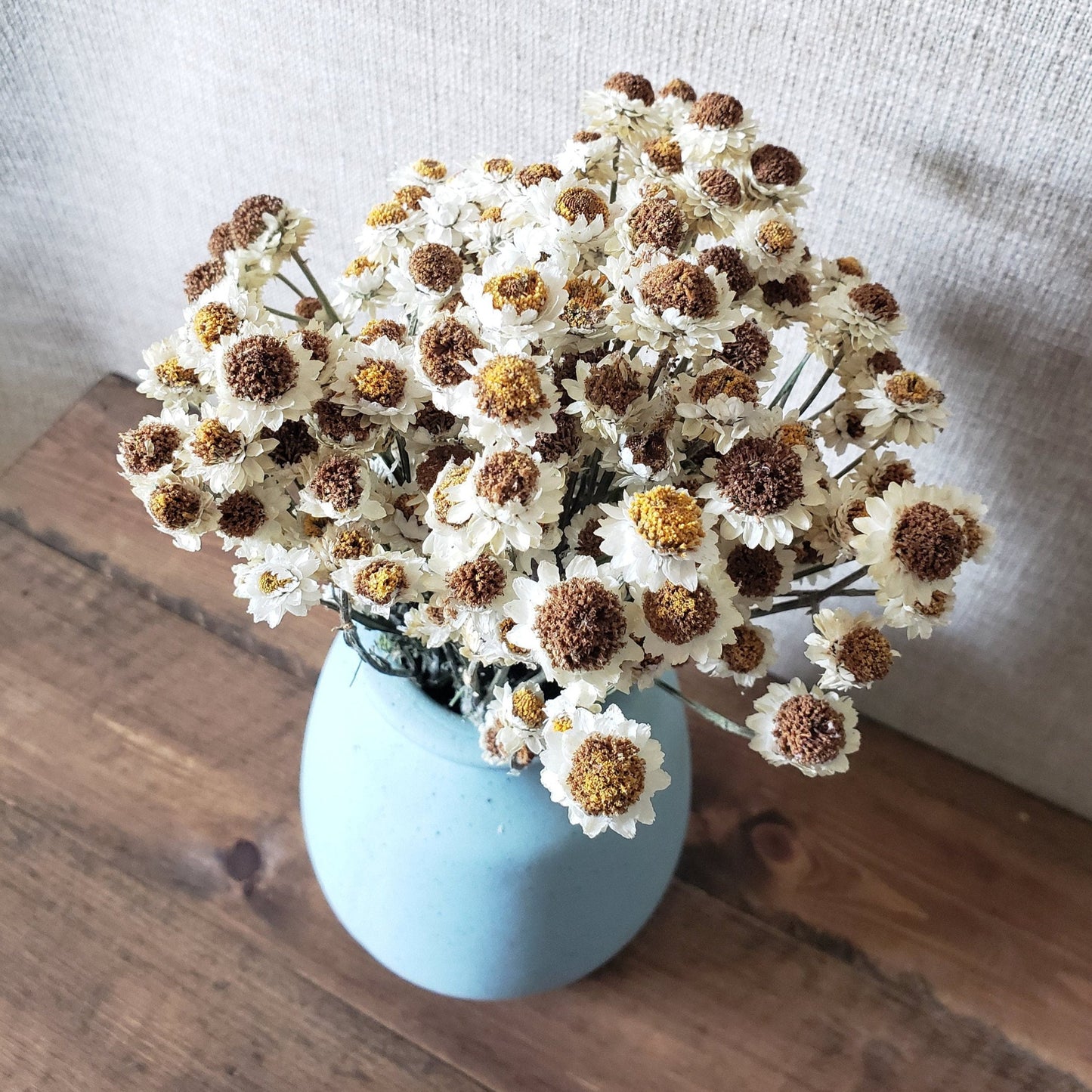 Dried Ammobium Daisy-like flower