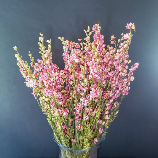 Dried Pink Larkspur