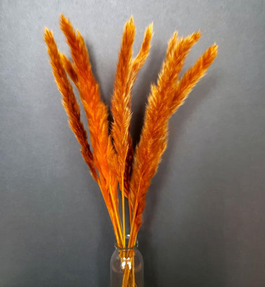 Dried Pampas Orange Saffron Color