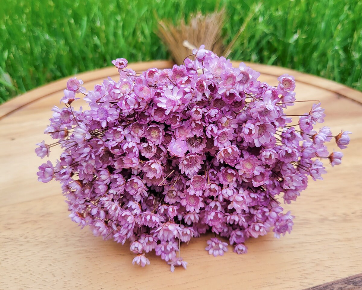 Star Flowers Dried |Summer Purple Star Flower | Tiny Mini Blush Daisy | Vase Filler | Boho Decor | Dried Florals | Violet Blush | Wildflower