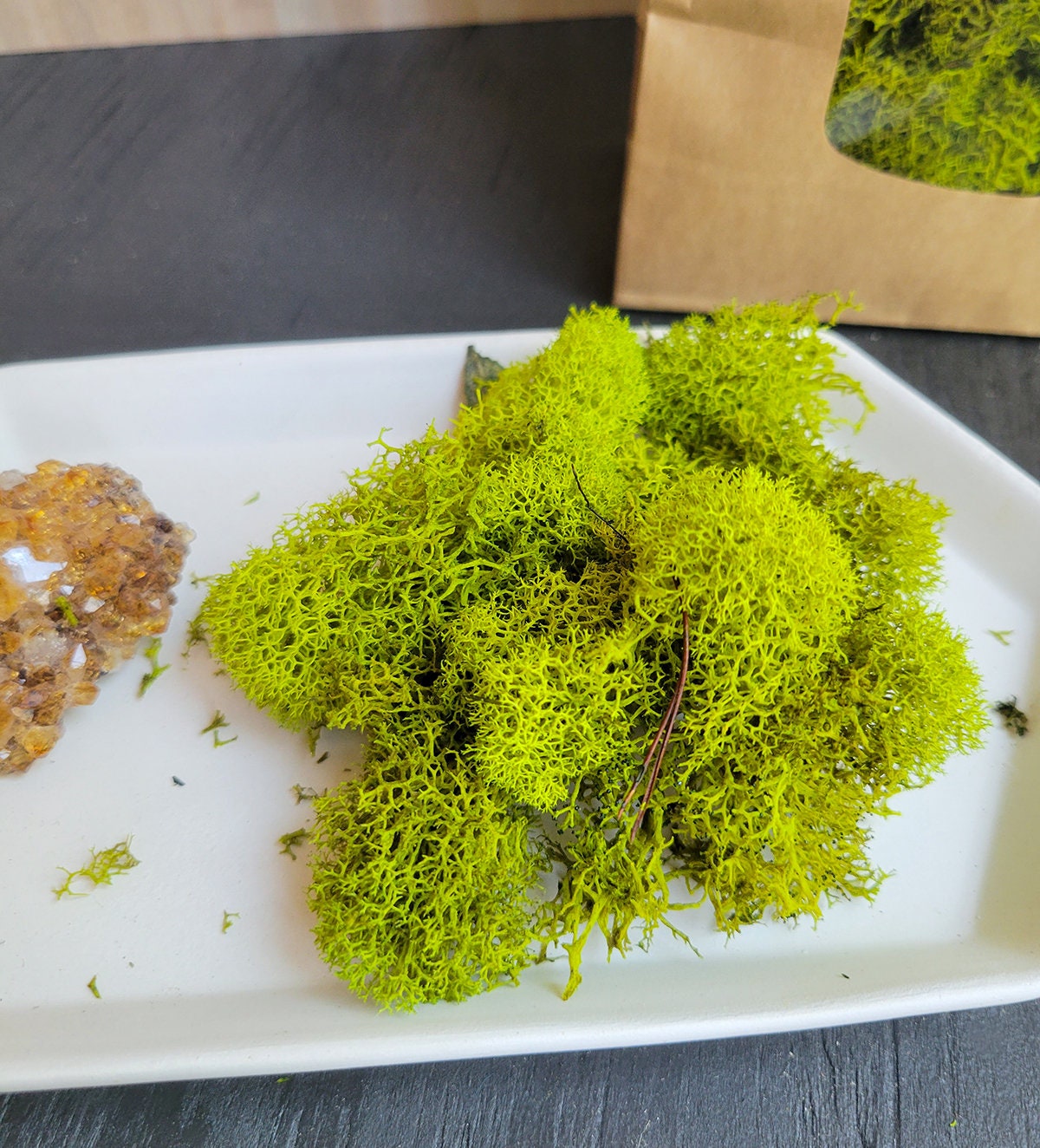 Preserved Lime Green Reindeer Moss