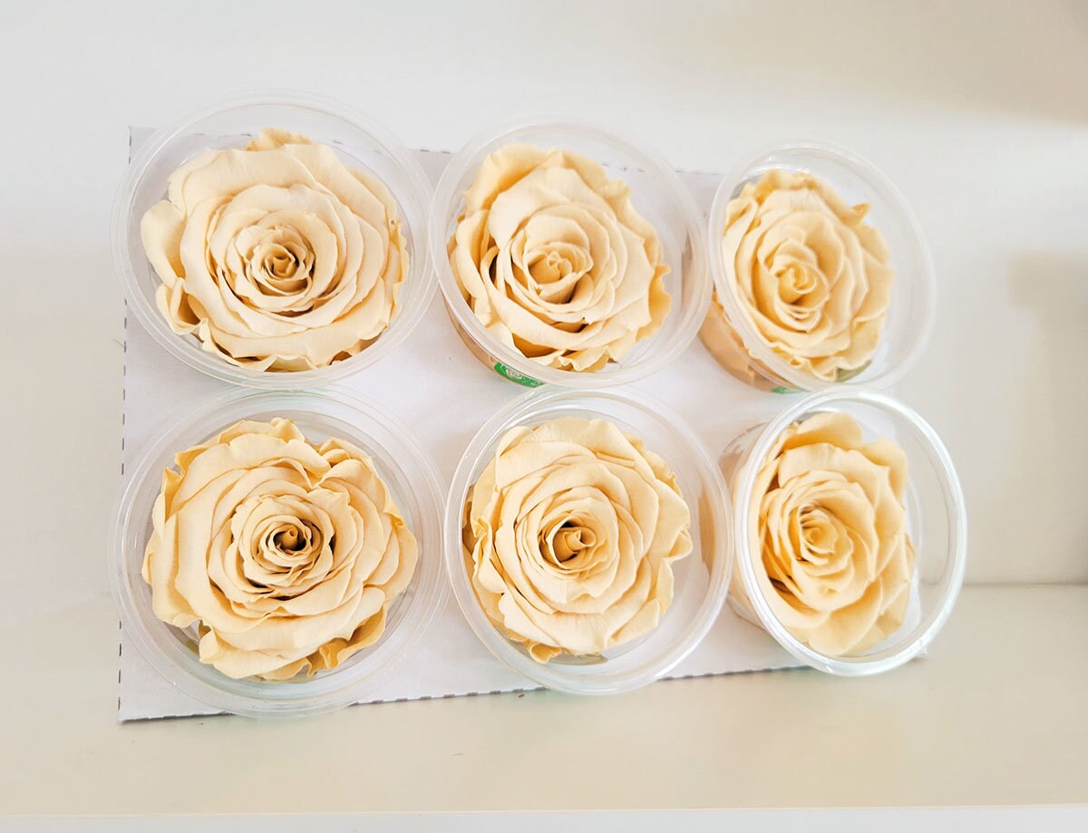 Preserved Rose Heads