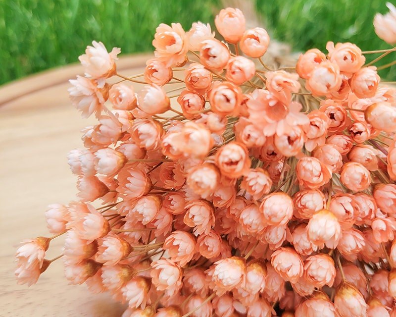 Peach Dried Star Flowers - Mossy Moss by Olia