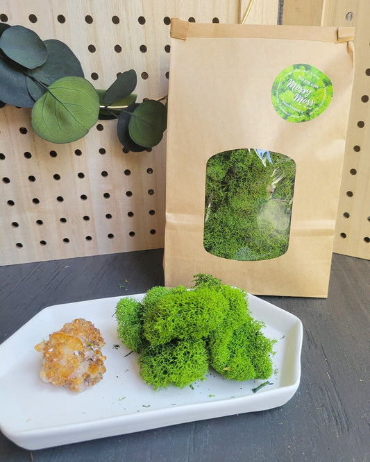 Preserved Basil Green Reindeer Moss - Mossy Moss by Olia