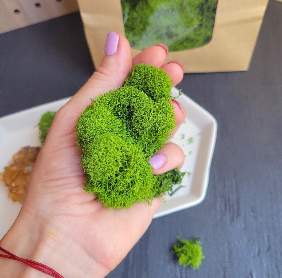 Preserved Basil Green Reindeer Moss - Mossy Moss by Olia