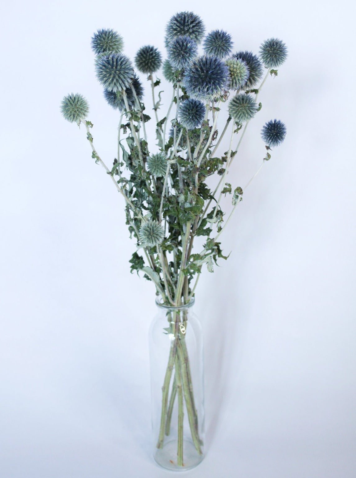 Preserved Blue Globe Thistle Echinops - Mossy Moss by Olia