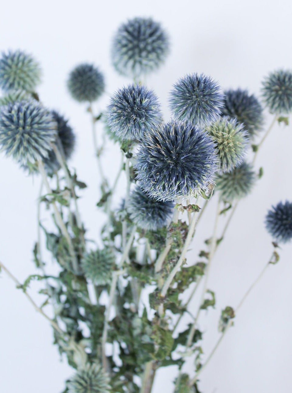 Preserved Blue Globe Thistle Echinops - Mossy Moss by Olia